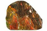 Iridescent Ammolite (Fossil Ammonite Shell) - Alberta, Canada #156831-1